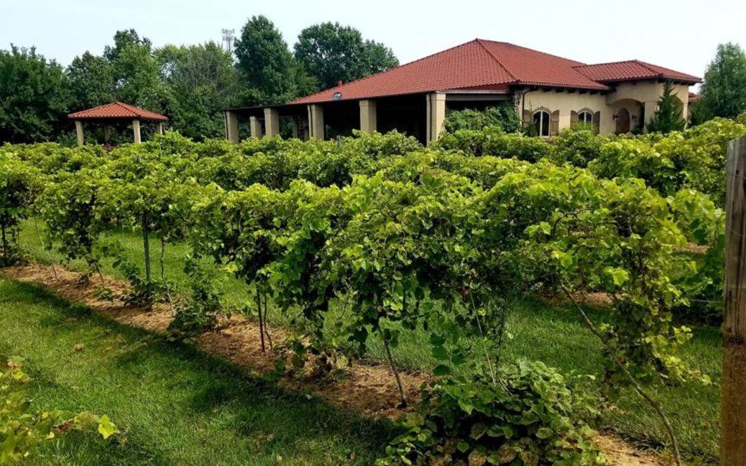 A Guide to Touring and Tasting at the Tuscan Hills Winery in Effingham, IL
